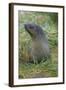 South Georgia. Prion Island. Antarctic Fur Seal in Tussock During Snow-Inger Hogstrom-Framed Photographic Print