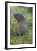 South Georgia. Prion Island. Antarctic Fur Seal in Tussock During Snow-Inger Hogstrom-Framed Photographic Print