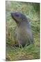 South Georgia. Prion Island. Antarctic Fur Seal in Tussock During Snow-Inger Hogstrom-Mounted Photographic Print