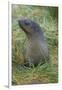 South Georgia. Prion Island. Antarctic Fur Seal in Tussock During Snow-Inger Hogstrom-Framed Photographic Print