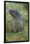 South Georgia. Prion Island. Antarctic Fur Seal in Tussock During Snow-Inger Hogstrom-Framed Photographic Print