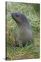 South Georgia. Prion Island. Antarctic Fur Seal in Tussock During Snow-Inger Hogstrom-Stretched Canvas