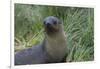 South Georgia. Prion Island. Antarctic Fur Seal in Tussock During Snow-Inger Hogstrom-Framed Photographic Print