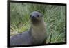 South Georgia. Prion Island. Antarctic Fur Seal in Tussock During Snow-Inger Hogstrom-Framed Photographic Print