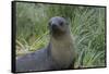 South Georgia. Prion Island. Antarctic Fur Seal in Tussock During Snow-Inger Hogstrom-Framed Stretched Canvas