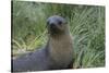 South Georgia. Prion Island. Antarctic Fur Seal in Tussock During Snow-Inger Hogstrom-Stretched Canvas