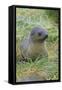 South Georgia. Prion Island. Antarctic Fur Seal in Tussock During Snow-Inger Hogstrom-Framed Stretched Canvas