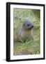 South Georgia. Prion Island. Antarctic Fur Seal in Tussock During Snow-Inger Hogstrom-Framed Photographic Print
