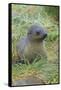 South Georgia. Prion Island. Antarctic Fur Seal in Tussock During Snow-Inger Hogstrom-Framed Stretched Canvas