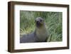 South Georgia. Prion Island. Antarctic Fur Seal in Tussock During Snow-Inger Hogstrom-Framed Photographic Print