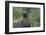 South Georgia. Prion Island. Antarctic Fur Seal in Tussock During Snow-Inger Hogstrom-Framed Photographic Print