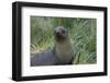 South Georgia. Prion Island. Antarctic Fur Seal in Tussock During Snow-Inger Hogstrom-Framed Photographic Print