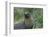 South Georgia. Prion Island. Antarctic Fur Seal in Tussock During Snow-Inger Hogstrom-Framed Photographic Print