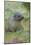 South Georgia. Prion Island. Antarctic Fur Seal in Tussock During Snow-Inger Hogstrom-Mounted Photographic Print