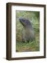 South Georgia. Prion Island. Antarctic Fur Seal in Tussock During Snow-Inger Hogstrom-Framed Photographic Print