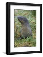 South Georgia. Prion Island. Antarctic Fur Seal in Tussock During Snow-Inger Hogstrom-Framed Photographic Print