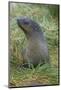 South Georgia. Prion Island. Antarctic Fur Seal in Tussock During Snow-Inger Hogstrom-Mounted Photographic Print