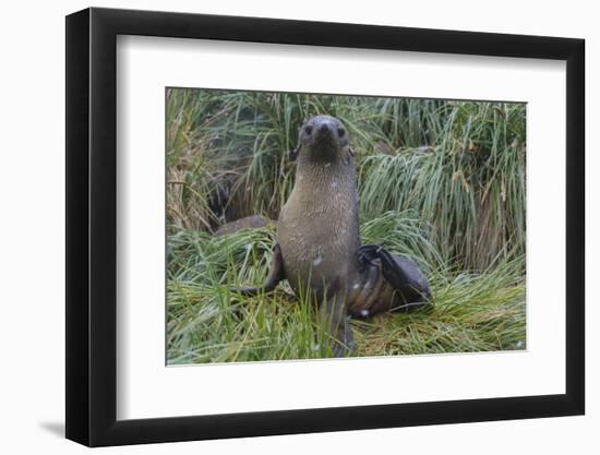 South Georgia. Prion Island. Antarctic Fur Seal in Tussock During Snow-Inger Hogstrom-Framed Photographic Print