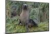 South Georgia. Prion Island. Antarctic Fur Seal in Tussock During Snow-Inger Hogstrom-Mounted Photographic Print