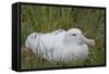 South Georgia. Prion Island. Wandering Albatross on its Nest in Snow-Inger Hogstrom-Framed Stretched Canvas