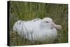 South Georgia. Prion Island. Wandering Albatross on its Nest in Snow-Inger Hogstrom-Stretched Canvas