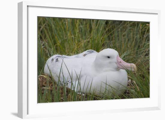 South Georgia. Prion Island. Wandering Albatross on its Nest in Snow-Inger Hogstrom-Framed Photographic Print