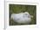 South Georgia. Prion Island. Wandering Albatross on its Nest in Snow-Inger Hogstrom-Framed Photographic Print