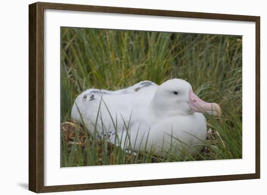 South Georgia. Prion Island. Wandering Albatross on its Nest in Snow-Inger Hogstrom-Framed Photographic Print