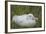 South Georgia. Prion Island. Wandering Albatross on its Nest in Snow-Inger Hogstrom-Framed Photographic Print