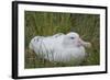 South Georgia. Prion Island. Wandering Albatross on its Nest in Snow-Inger Hogstrom-Framed Photographic Print