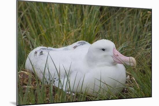 South Georgia. Prion Island. Wandering Albatross on its Nest in Snow-Inger Hogstrom-Mounted Photographic Print