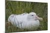 South Georgia. Prion Island. Wandering Albatross on its Nest in Snow-Inger Hogstrom-Mounted Photographic Print