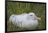 South Georgia. Prion Island. Wandering Albatross on its Nest in Snow-Inger Hogstrom-Framed Photographic Print