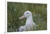 South Georgia. Prion Island. Wandering Albatross on its Nest in Snow-Inger Hogstrom-Framed Photographic Print