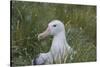 South Georgia. Prion Island. Wandering Albatross on its Nest in Snow-Inger Hogstrom-Stretched Canvas