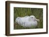 South Georgia. Prion Island. Wandering Albatross on its Nest in Snow-Inger Hogstrom-Framed Photographic Print