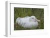 South Georgia. Prion Island. Wandering Albatross on its Nest in Snow-Inger Hogstrom-Framed Photographic Print