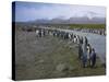 South Georgia. Saint Andrews. King Penguin and a Fast Moving Stream-Inger Hogstrom-Stretched Canvas