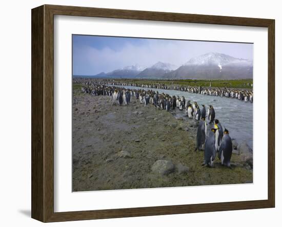 South Georgia. Saint Andrews. King Penguin and a Fast Moving Stream-Inger Hogstrom-Framed Premium Photographic Print