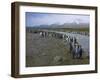 South Georgia. Saint Andrews. King Penguin and a Fast Moving Stream-Inger Hogstrom-Framed Premium Photographic Print