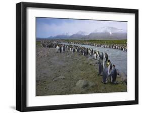 South Georgia. Saint Andrews. King Penguin and a Fast Moving Stream-Inger Hogstrom-Framed Premium Photographic Print