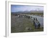 South Georgia. Saint Andrews. King Penguin and a Fast Moving Stream-Inger Hogstrom-Framed Photographic Print