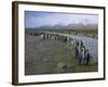 South Georgia. Saint Andrews. King Penguin and a Fast Moving Stream-Inger Hogstrom-Framed Photographic Print