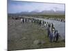 South Georgia. Saint Andrews. King Penguin and a Fast Moving Stream-Inger Hogstrom-Mounted Photographic Print