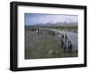 South Georgia. Saint Andrews. King Penguin and a Fast Moving Stream-Inger Hogstrom-Framed Photographic Print