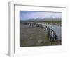 South Georgia. Saint Andrews. King Penguin and a Fast Moving Stream-Inger Hogstrom-Framed Photographic Print