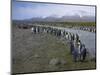 South Georgia. Saint Andrews. King Penguin and a Fast Moving Stream-Inger Hogstrom-Mounted Photographic Print