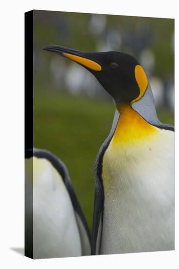 South Georgia. Saint Andrews. King Penguin, Aptenodytes Patagonicus-Inger Hogstrom-Stretched Canvas