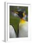 South Georgia. Saint Andrews. King Penguin, Aptenodytes Patagonicus-Inger Hogstrom-Framed Photographic Print