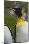 South Georgia. Saint Andrews. King Penguin, Aptenodytes Patagonicus-Inger Hogstrom-Mounted Photographic Print